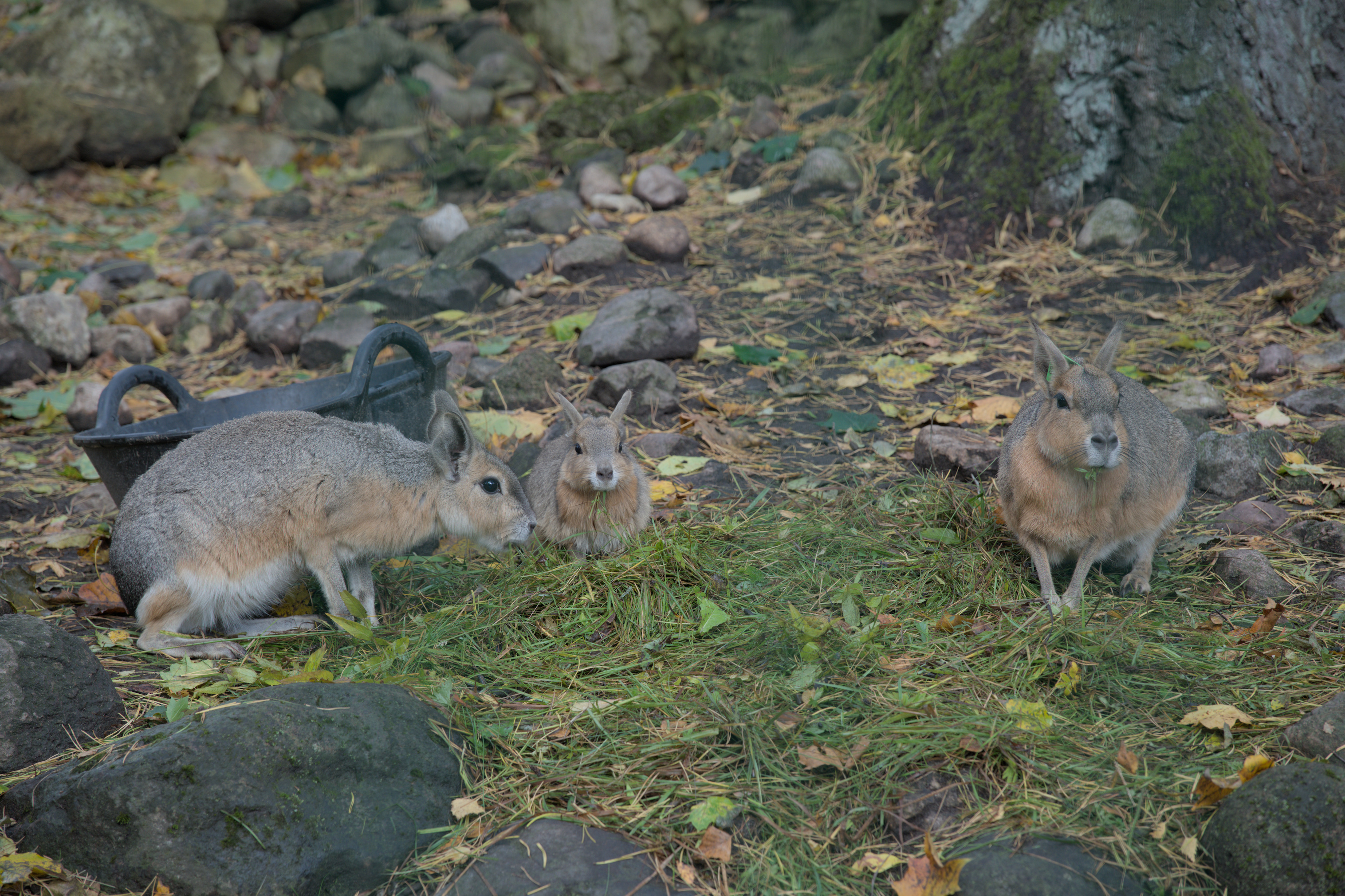 2025/10/12 - zoo/DSC_0016.jpg